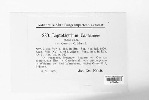 Leptothyrium castaneae image